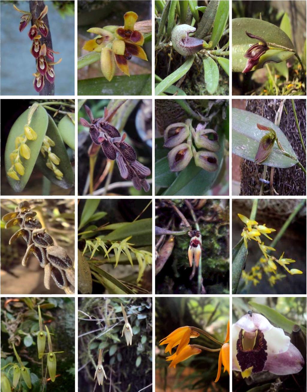 caetano et al. Updated checklist of the Orchidaceae of Benedito Novo 81 Figure 4. From top left to bottom right: Acianthera alborosea. A. aphtosa. A. bragae. A. calopedilon. A. luteola. A. pubescens.