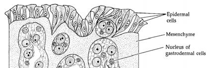 Ambientes recifais Symbiodinium microadriaticum Corais construtores de recifes: - associação com zooxantelas (dinoflagelado) -