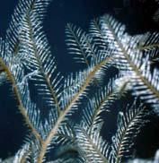 estriadas Colágeno Lâmina basal Filo Cnidaria Cnidas: