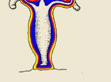 germinativas - Simetria radial Boca (ânus) Tentáculos