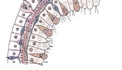 Pólipo: séssil, bentônico, solitário ou colonial Medusa: livre-natante, planctônica, solitária epiderme gastroderme miofibrilas circulares Características gerais - Sem sistema nervoso central- 2