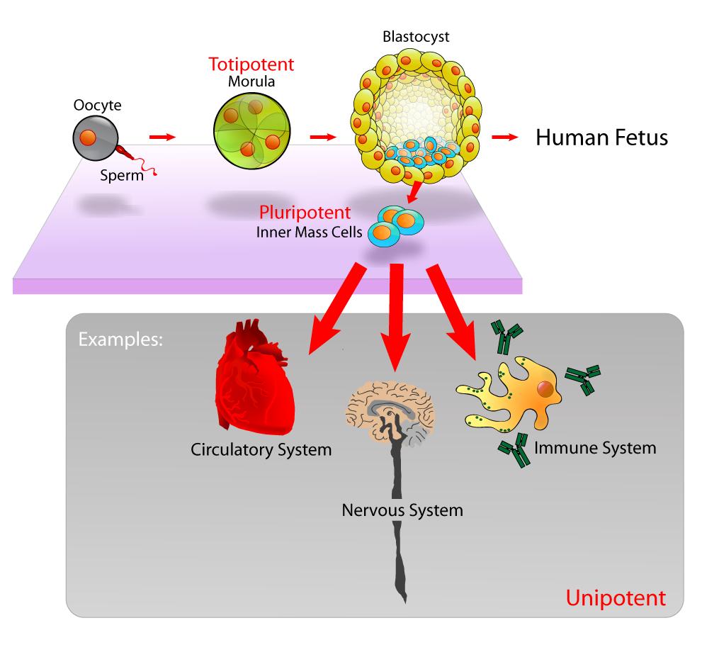 Oócito Espermatozoide Totipotente Mórula Pluripotente Massa celular interna Blastocisto Feto Humano Exemplos: Sistema circulatório Sistema imunitário Sistema nervoso Unipotente Figura 3.