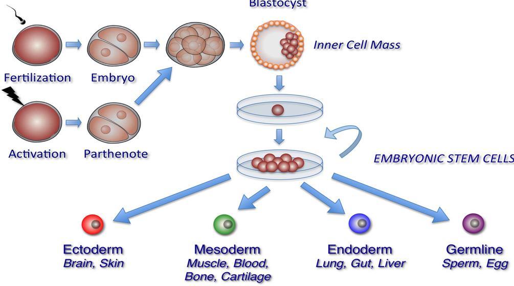 3.1.1 Células estaminais embrionárias As CEE são células pluripotentes obtidas a partir da massa celular interna do blastocisto, que se forma vários dias após o óvulo ser fertilizado (Figura 3.2).