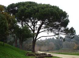 Mas não fica por aqui, além destas espécies encontra outras árvores: Pinheiro-manso (Pinus pinea L.