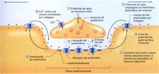 Receptores Metabotrópicos Enzimáticos Receptor metabotrópico: contém um