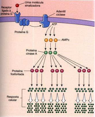 Receptores Metabotrópicos Ligados a Proteínas G: A Via Adenilciclase: AMP cíclico Receptores Metabotrópicos Ligados a Proteínas G: A Via Fosfolipase C: inositol trifosfato (IP 3 ), diacilglicerol