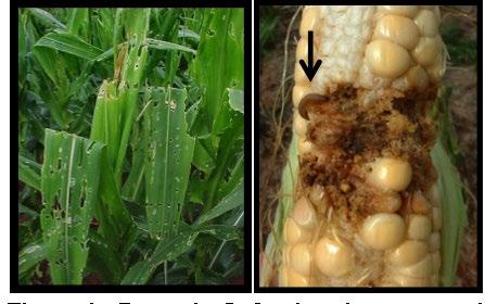 Para híbridos de milho com ou sem tecnologia Bt, recomenda-se o uso dos inseticidas indicados na próxima página, quando 20% das plantas apresentarem cartucho com poucas lesões circulares ou