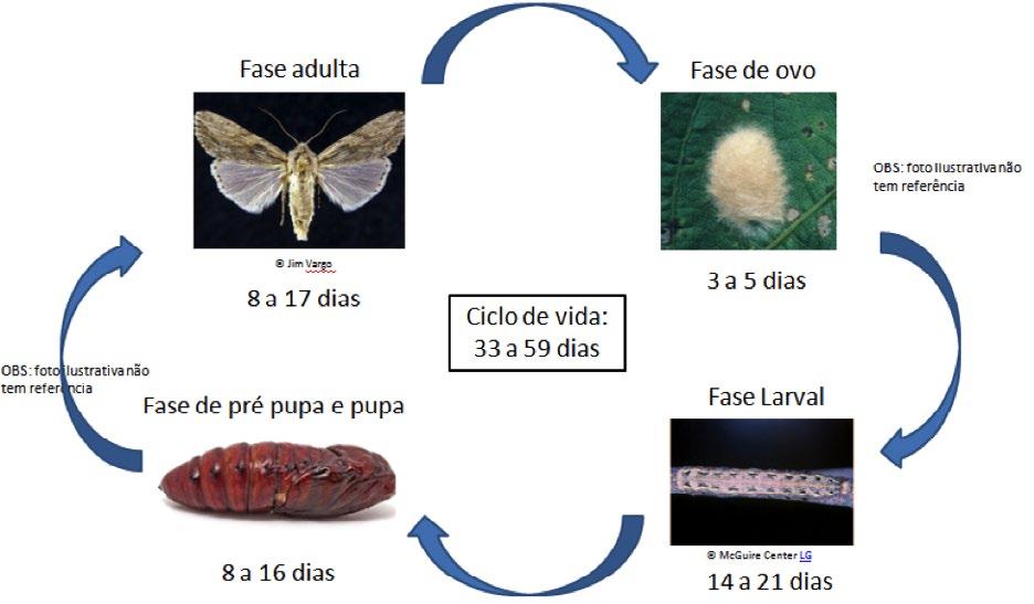 S Nome científico: Spodoptera albula Descrição e biologia: Spodoptera albula (Lepidoptera : Noctuidae) é uma espécie polífaga, já registrada nas culturas do tomate, soja, milho, sorgo, hortaliças,