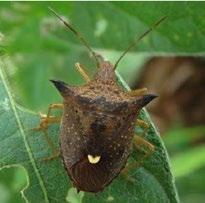 Piezodorus guildinii (percevejo-verde-pequeno ou