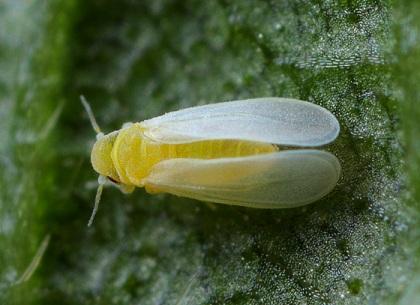 Ninfas: A fase jovem se dá através de quatro ínstares, medem de 0,4 a 0,6 mm. São transparentes e ovais.