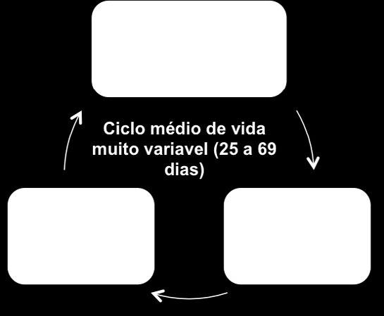 ruficolis Fonte: Gondin et al.