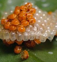 Adulta: A fase adulta dessa praga são percevejos com até 2 cm de comprimento e coloração verde, sendo a barriga mais clara do que a área dorsal. Os adultos apresentam longevidade de até 60 dias.