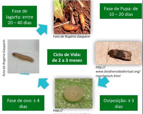 e à sua vasta distribuição geográfica. Agrotis ipsilon é a principal espécie de lagarta-rosca referida no Brasil e é um inseto polífago, que ataca principalmente hortaliças (BENTO et al., 2007).