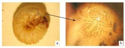 S Nome científico: Anomala testaceipennis Nome comum: coró, bicho-colo ou pão-de-galinha Descrição e biologia: aleatoriamente. As pupas são do tipo livre e possuem coloração amarelada.