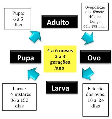 Ciclo: As espécies de corós geralmente apresentam os ciclos biológicos sincronizados com a época de desenvolvimento das culturas.