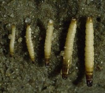 Nome científico: Conoderus scalaris Nome comum: larva-arame Descrição e biologia: As larvas-arame são formas jovens de besouros elaterídeos, popularmente conhecidos por vaga-lumes.