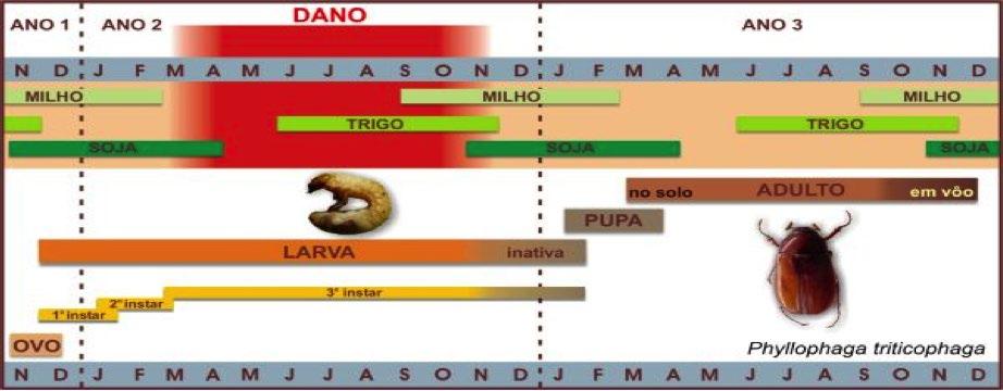 Ciclo: Ciclo de vida e atividade de Diloboderus abderus e sua relação com o ciclo das culturas de trigo, soja e milho no Rio Grande do Sul.