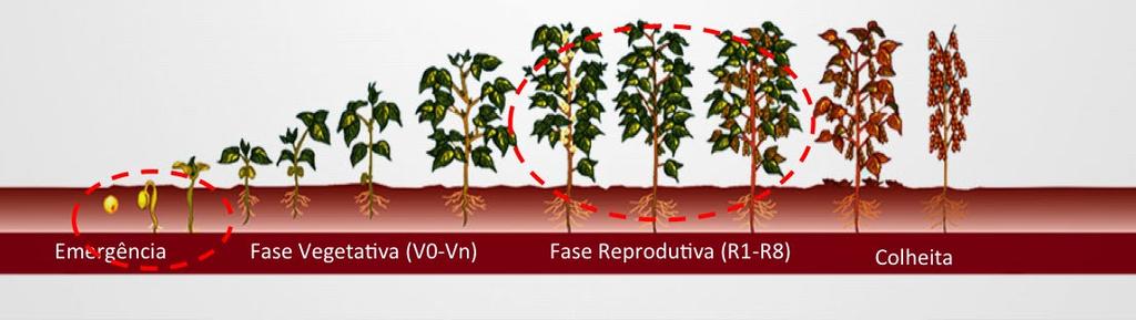 Apesar do ataque poder ocorrer também na fase vegetativa, as maiores perdas de produtividade acontecem quando o ataque ocorre de maneira mais severa nos estádios iniciais e / ou reprodutivos da