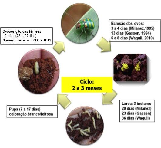 2: Diabrotica viridula