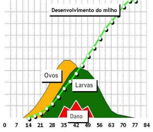 Danos: Figura 1: Ocorrência de Diabrotica speciosa durante o desenvolvimento da cultura de milho com fase de postura e dano nas raizes Fonte: Gassen, 1996 Larva: a postura é feita nas plântulas.