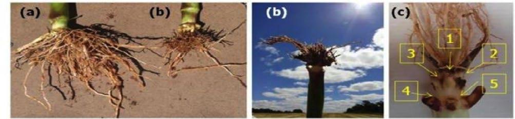 Manejo da diabrótica Foto 1A: Raíz de milho com tecnologia Corn Root-Worm CRW (MON 88017); Foto 1B: