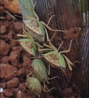 D. melacanthus é menor e a extremidade de seus espinhos é mais escura do que o restante do pronoto.