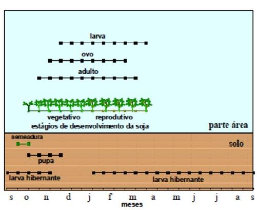 grandes, pois tanto o adulto como a larva danificam a soja. O adulto raspa o caule e desfia os tecidos, enquanto a larva alimentase da medula da haste principal.