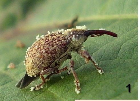 Nome científico: Anthonomus grandis Nome comum: bicudo jovem e cinza quando mais velho, mede de 4 a 7 mm de comprimento e cerca de 7 mm de envergadura.