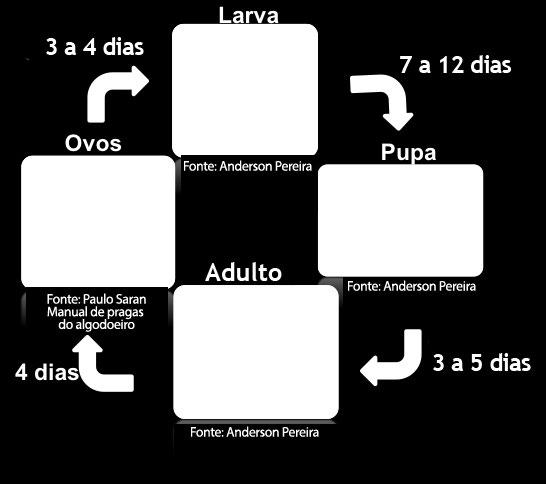 A fêmea ovoposita 100 a 300 ovos durantes seu ciclo de vida. Para a postura, ela coloca um ovo por orifício, feito com seu rostro, em seguida, a cavidade é fechada por uma secreção gelatinosa.