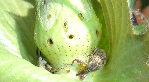 Danos: Adultos atacam botões florais que, após o ataque, apresentam as brácteas abertas que, posteriormente, caem. As flores atacadas ficam com aspecto de balão devido a abertura anormal das pétalas.