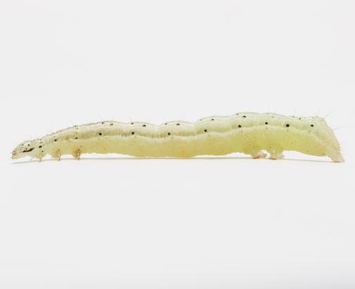 Lagartas pequenas têm preferência pelo terço inferior de plantas de soja e algodão, enquanto lagartas maiores são menos exigentes. Foto 1: Chrysodeixis includens, adulto.