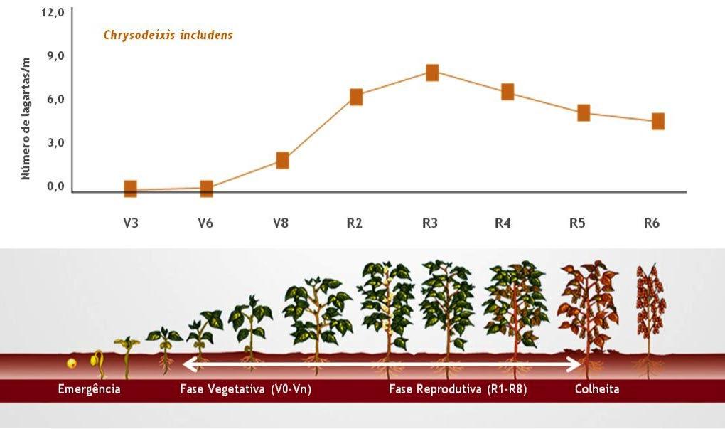 de outras desfolhadoras, caracterizado por iniciarem sua alimentação pelo centro da folha, formando orifícios circulares, deixando a folha com aspecto rendilhado.