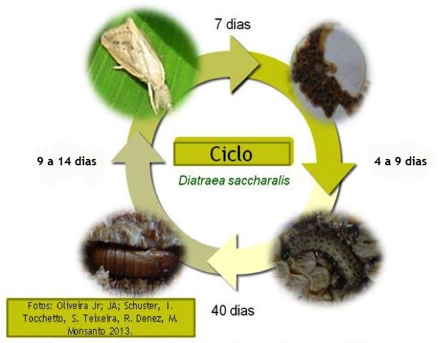 Danos: Fotos 1 e 2: Galeria em colmo de milho realizada por larva de Diatraea saccharalis Fonte: João Oliveira Em altas infestações, o ataque desse inseto pode causar