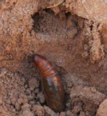 spp. Fonte: Ivan Schuster Foto 6: Pupa de Helicoverpa