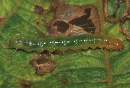 S Nome científico: Omiodes indicata Nome comum: larvaenroladeira Descrição e biologia: Juntamente com o estabelecimento da soja, pragas naturalmente associadas à cultura podem causar prejuízo,