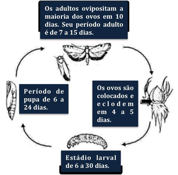 Ciclo: Os adultos possuem hábito noturno e vivem cerca de 15 dias, tendo a fêmea tamanho superior ao do macho.