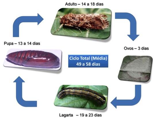 S Nome científico: Spodoptera cosmioides Nome comum: lagarta-dasvagens Descrição e biologia: Spodoptera cosmioides é