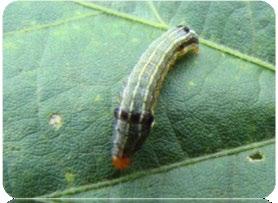 Suas lagartas são desfolhadoras, mas também perfuram botões florais e maçãs