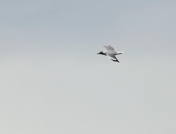 Maçarico-de-bico-virado (Limosa haemastica) observado na praia ao sul