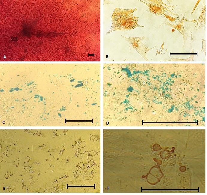 32 Fig. 6. Fotomicrografia de luz das células da polpa de dente imatura de cão. A e B: Células coradas com Alizarin Red.