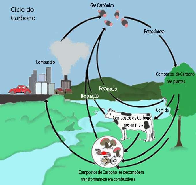 Ciclo do Carbono Ciclo aberto combustíveis fósseis.