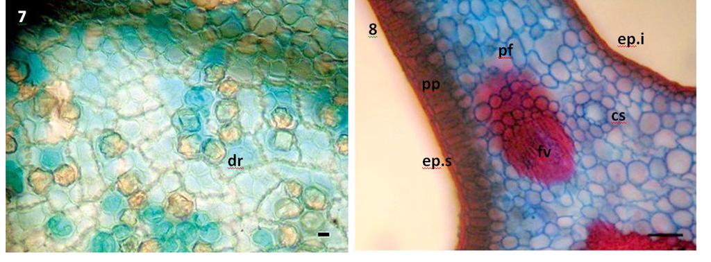 Análise microscópica As células epidérmicas, em vista frontal, são poliédricas, de paredes anticlinais levemente sinuosas na face adaxial e apresentam maior sinuosidade na face abaxial (Figuras 5 e