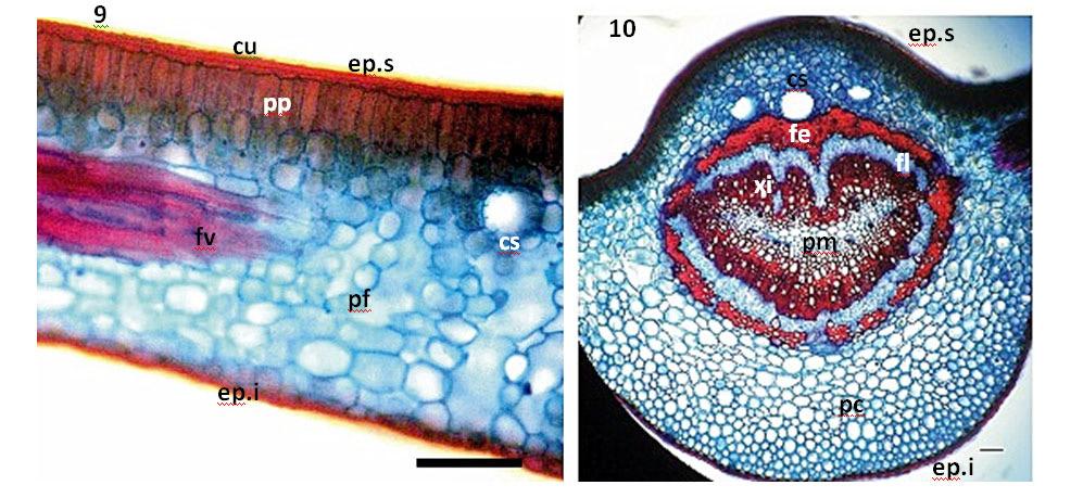400 hipoestomática e inserem-se no mesmo nível das células circunvizinhas, estando rodeados por duas células paraestomatais (Figura 6).