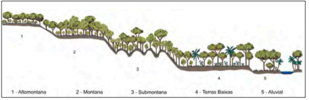 A formação de terras baixas (Figura 2) fica entre as altitudes de 5 a 50 m ao nível do mar, sendo uma formação que em geral ocupa as planícies costeiras, capeadas por tabuleiros pliopleistocênicos do