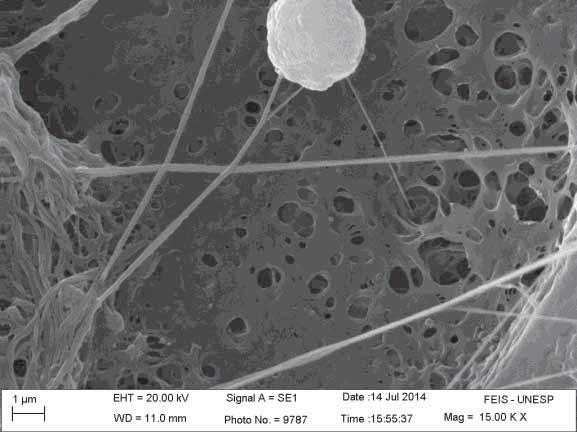 50 As nanofibras obtidas com diferentes concentrações de PVDF em DMF, mantendo constantes os demais parâmetros, foram analisadas pela técnica de microscopia eletrônica de varredura (Figuras 19 a 25).