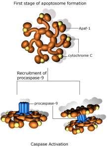 citocromo