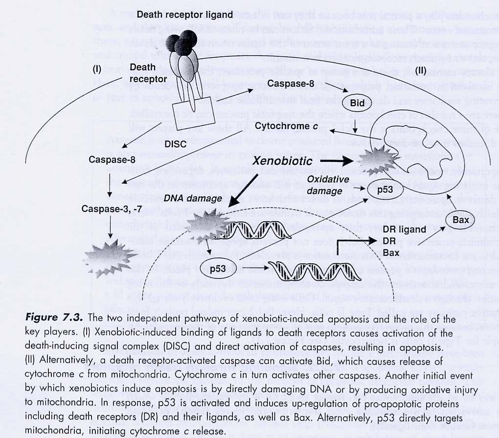 Apoptose induzida