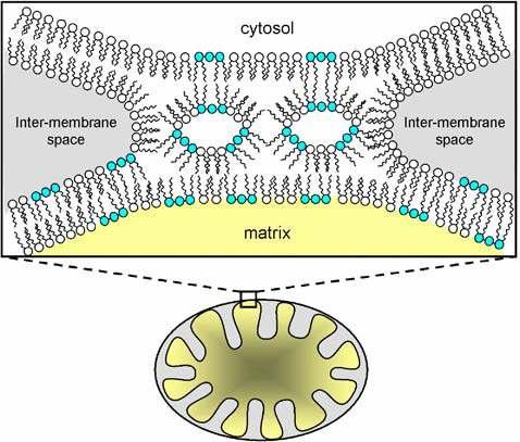 Localização da Cardiolipina na Membrana Mitocondrial 26 CL + PE (são os fosfolípidos maioritários nos locais de contacto