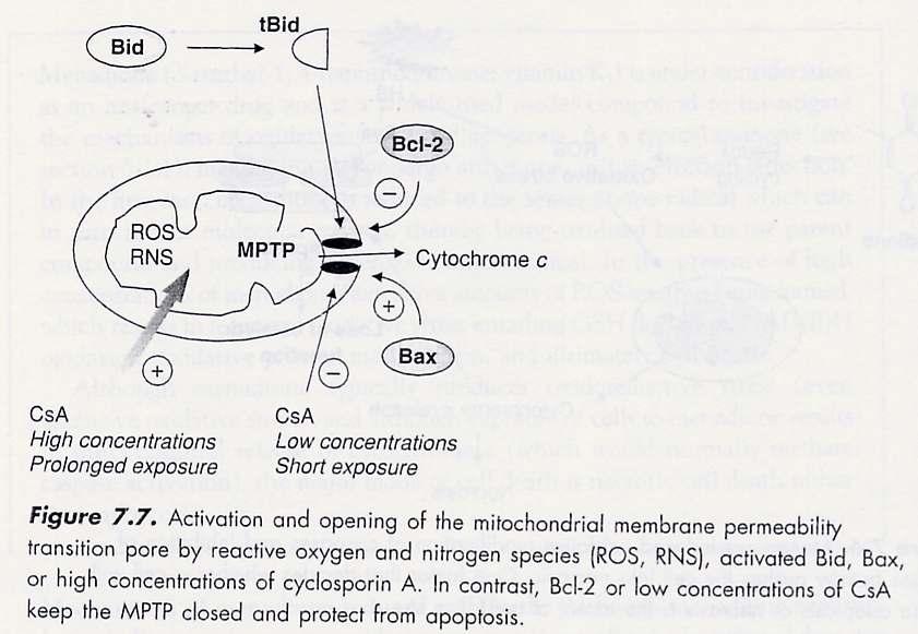 Família de proteínas Bcl-2 e relação com poro de permeabilidade transitória da membrana mitocondrial 28 Bcl-2