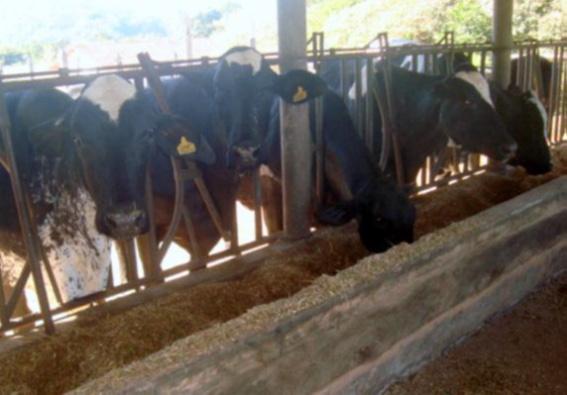 A Fazenda Sapé conta com 16 hectares destinados à pecuária leiteira, divididos em áreas de milho silagem e grão, cana de